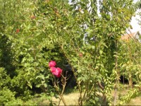 City Shkodra Guest House