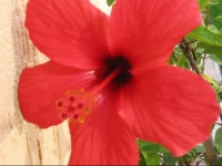 Family Hotel Deja Vu