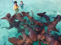 Casa Bonita Farmers Hill