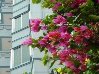 Laurel Hotels Ltd. 3*