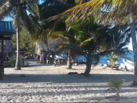 Fly Fishing in Belize &/Inland Eco Tours