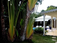 Habitation de lAnse Mancenillier