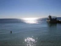 Coconut Tree West End