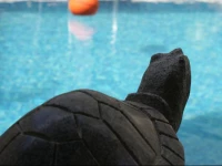 Hotel Les Aigrettes 3*