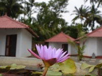 Lagoon Resort Goviyapana