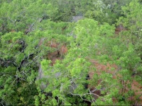 Pinthaliya Resort & Spa