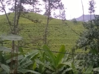 The Tea View Guest Ella