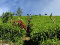 White Monkey Dias Rest