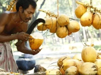 The Naturalist Luxury Tents