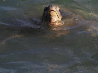 Sunil Rest Guest House