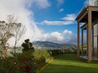 Tea Plant Nuwara Eliya