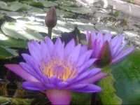 Sigiriya River Side Home Stay