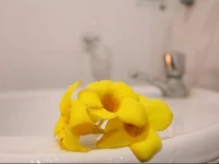 Mothers Elephant Safari Hotel