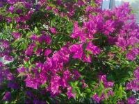 Apartments KreЕЎiД‡