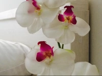 Apartment Residence 22