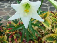 Hotel El Pueblito de Don Luis