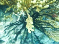 Gede Homestay Pemuteran