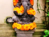 Butterflies in the Living room