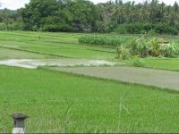 Pondok Saraswati Villas Ubud