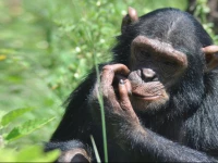 Ngamba Island Chimpanzee Sanctuary