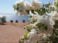 Bedouin Star Ras Shetan area 2*