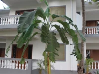 NK Holiday Apartments Benaulim Goa