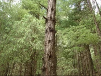 Vashisht Homestay & Cafe