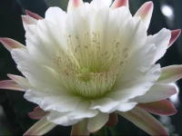 High Bank Peasants Cottage 1*