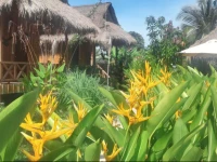 Bird of Paradise Bungalows