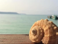 Angkor Chom Bungalows and Rooms