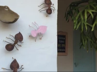 Color de Hormiga Hostel