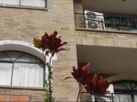 Suites House Centenario