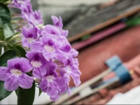 IguanaВґs House Hostal