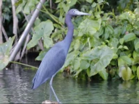 Caribbean Breeze Lodge
