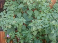 Cabinas Monteverde Paraiso