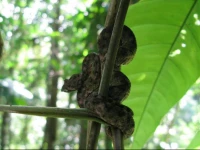 Cabinas Manzanillo Caribe Sur