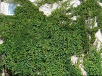 Vasaras Hostelis JЕ«rmalДЃ