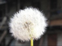 Toma street apartments