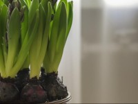 Apartamentai Е aulys