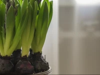 Apartamentai Е aulys