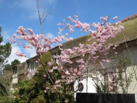 Strandvilla Aan De Duinen