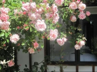 Rose Cottage at The Elms