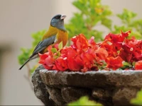 Hotel el Patio de Monterrey