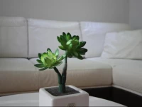 Sunny Side Apartment