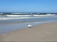 Apartamenty Jan - Diva KoЕ‚obrzeg