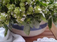 Apartment Bosiljak & Cipka