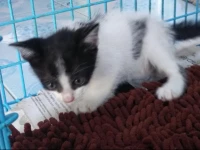 Dream Cat-Cher Hostel