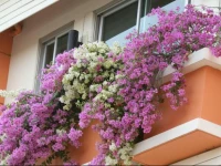 Sandy Serviced Apartment