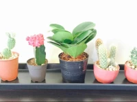 Bangkok Travelers Pratunam