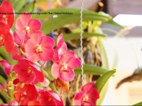 Kantiang Guest House